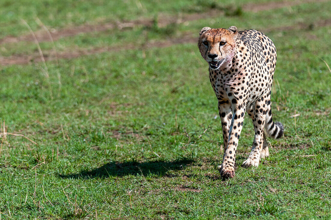 Porträt eines Geparden, Acinonyx jubatus. Masai Mara-Nationalreservat, Kenia.