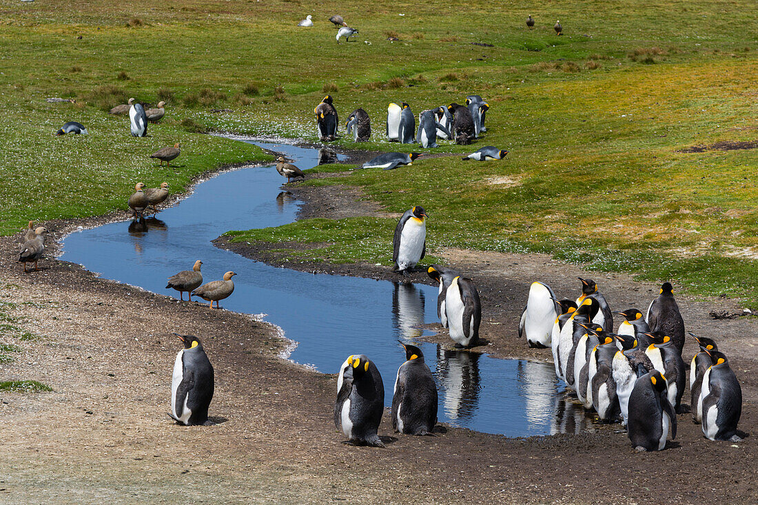 Königspinguine, Aptenodytes patagonica, an einem Teich. Volunteer Point, Falklandinseln