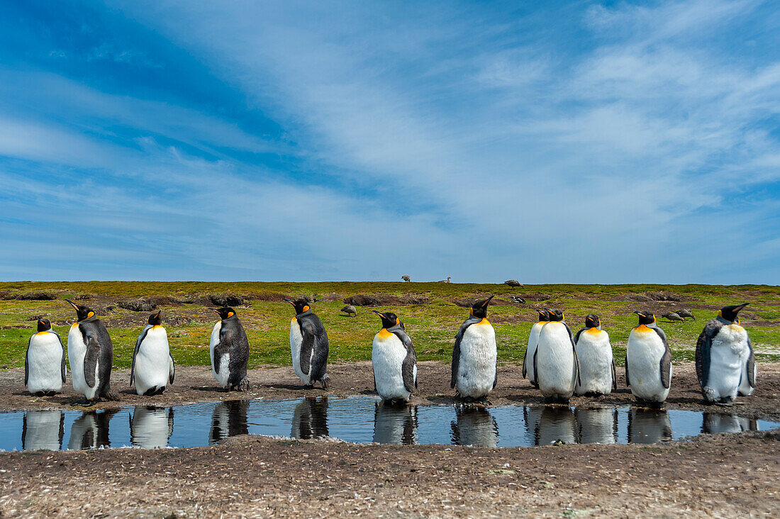Königspinguine, Aptenodytes patagonica, an einem Wassertümpel. Volunteer Point, Falklandinseln