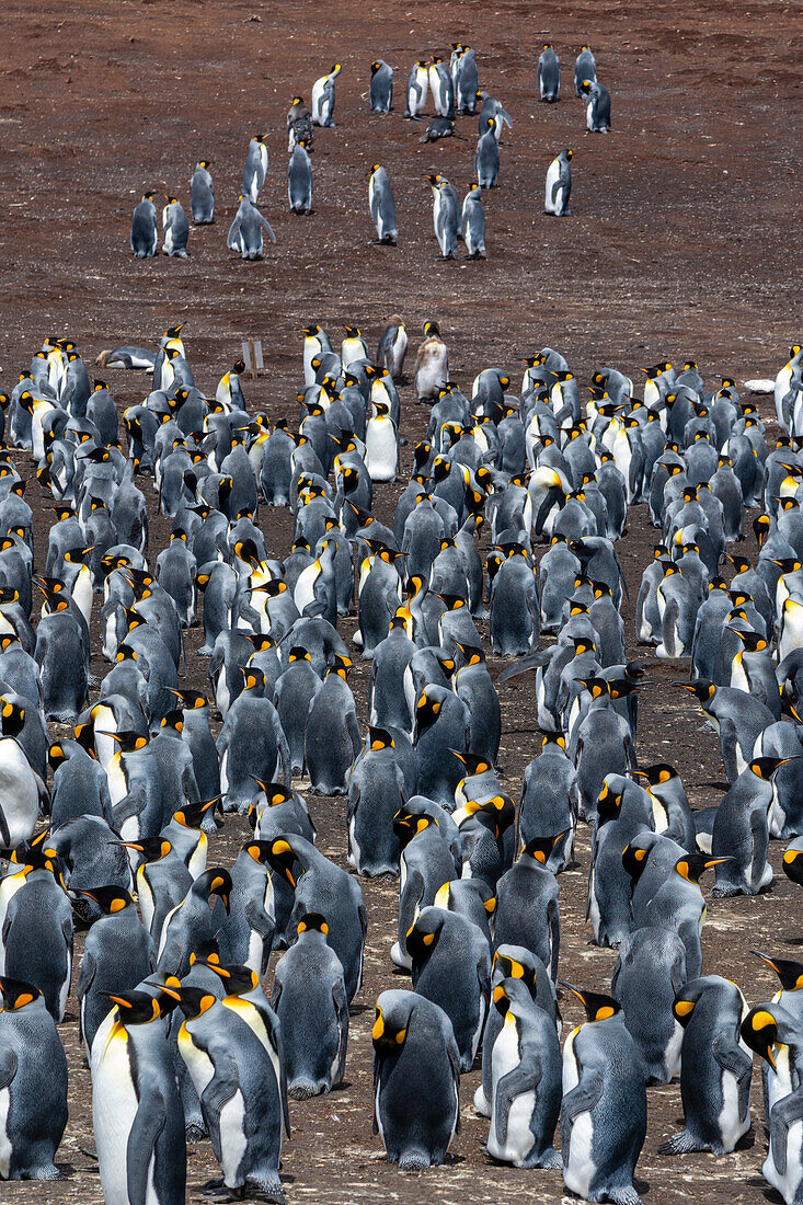A king penguin colony, Aptenodytes patagonica. Volunteer Point, Falkland Islands