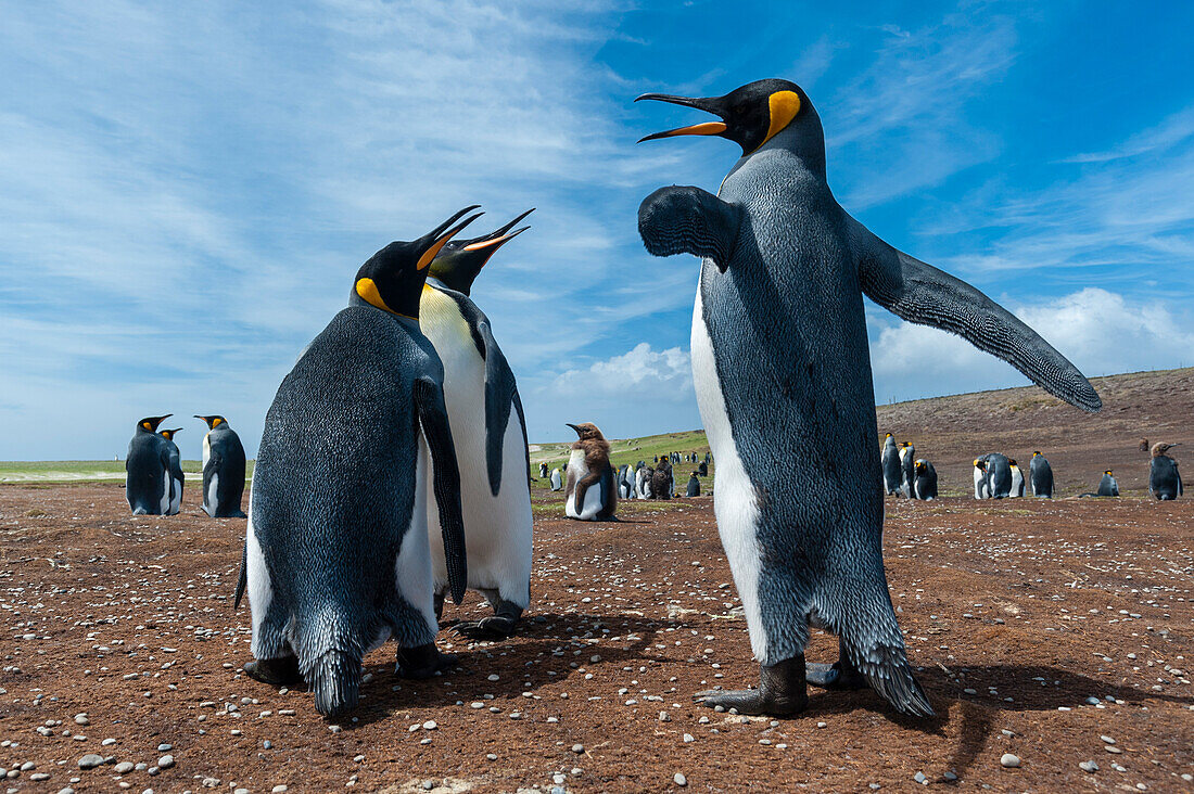 King penguins, Aptenodytes patagonica, fighting. Volunteer Point, Falkland Islands