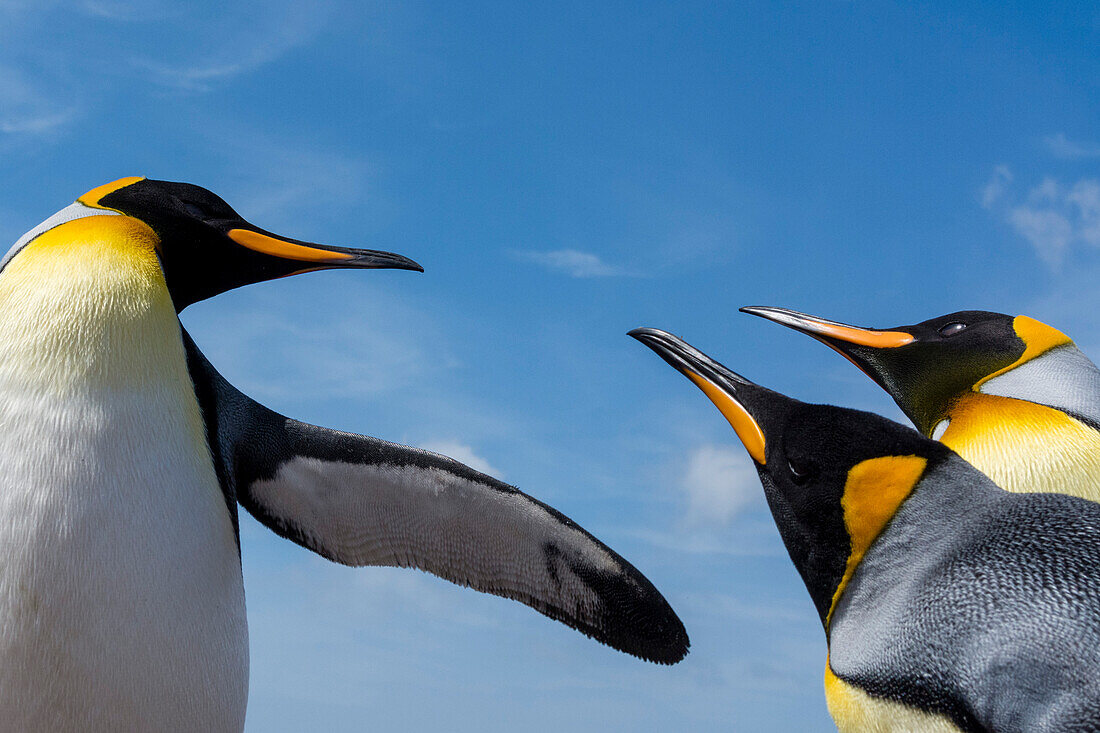 Königspinguine, Aptenodytes patagonica, im Kampf. Volunteer Point, Falklandinseln