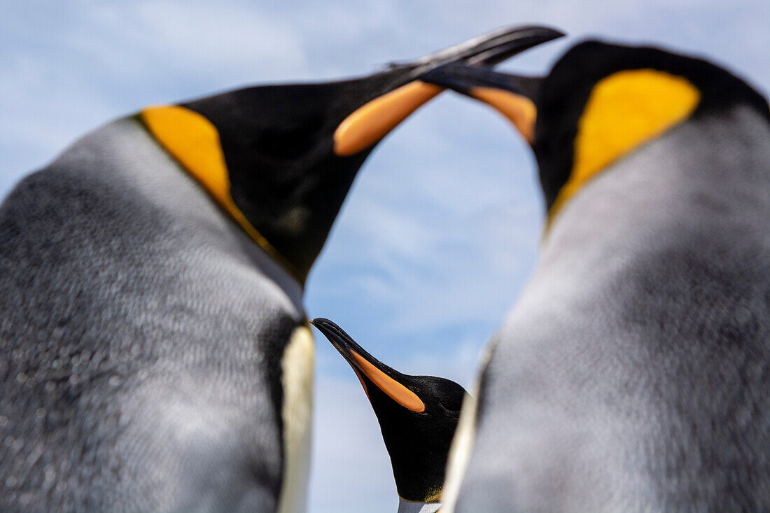 Close up portrait of three king penguins, Aptenodytes patagonica. Volunteer Point, Falkland Islands