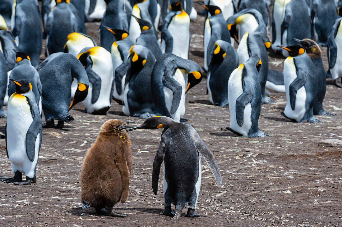 King penguins, Aptenodytes patagonica, mother and chick, in a colony. Volunteer Point, Falkland Islands