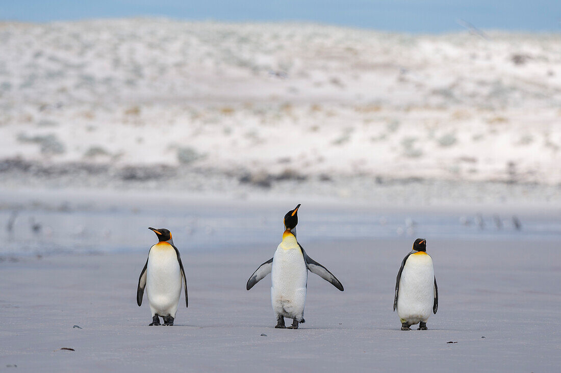 Drei Königspinguine, Aptenodytes patagonica, spazieren am Strand von Volunteer Point. Volunteer Point, Falklandinseln