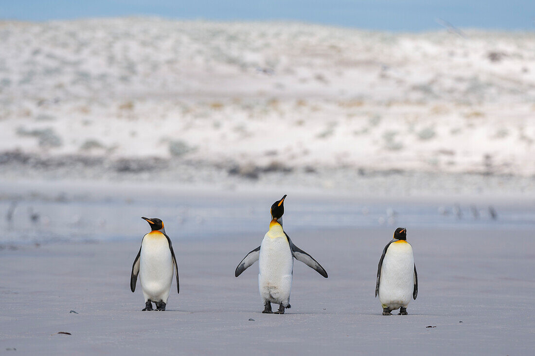 Three king penguins, Aptenodytes patagonica, walking on Volunteer Point beach. Volunteer Point, Falkland Islands