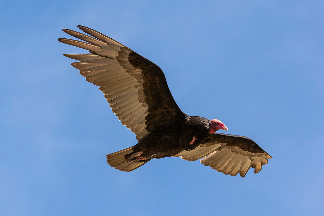 A turkey vulture, Cathartes aura, in flight. Cape Dolphin, Falkland Islands
