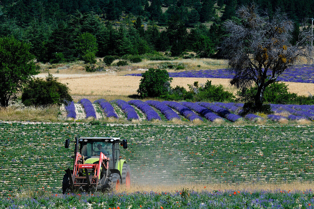 A farmer on a tractor working in fields blooming lavender, Lavandula species. Terrassieres, Provence, France.