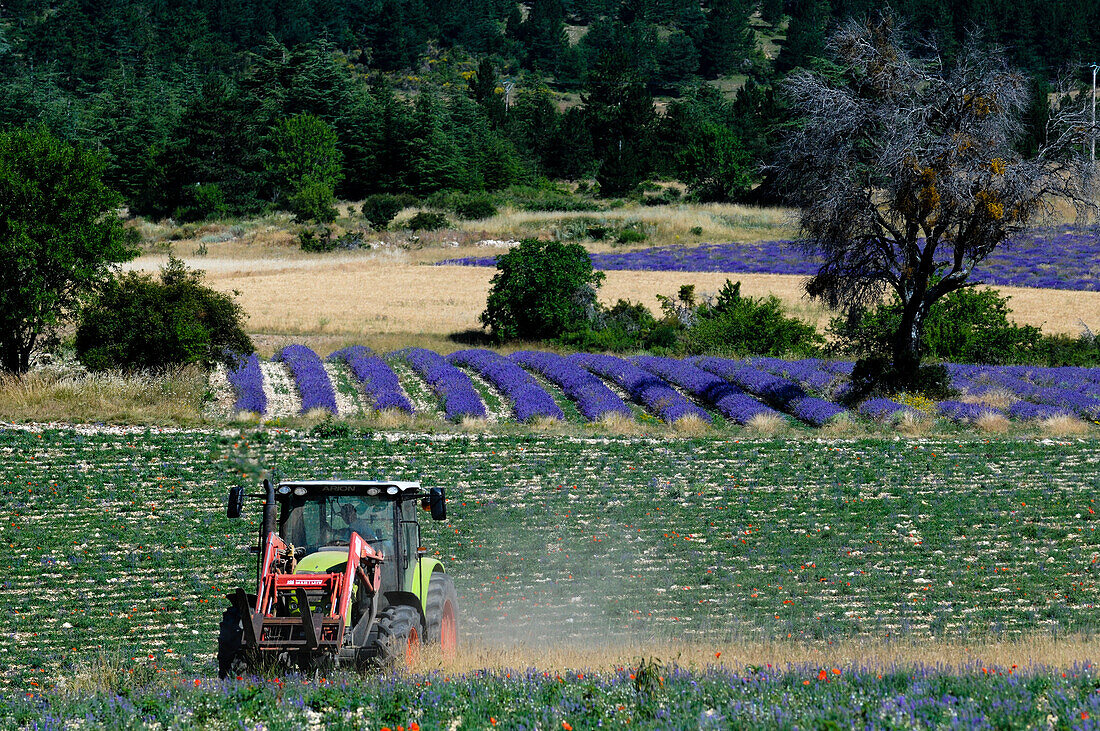 Ein Landwirt auf einem Traktor bei der Arbeit in einem blühenden Lavendelfeld (Lavandula-Arten). Terrassieres, Provence, Frankreich.