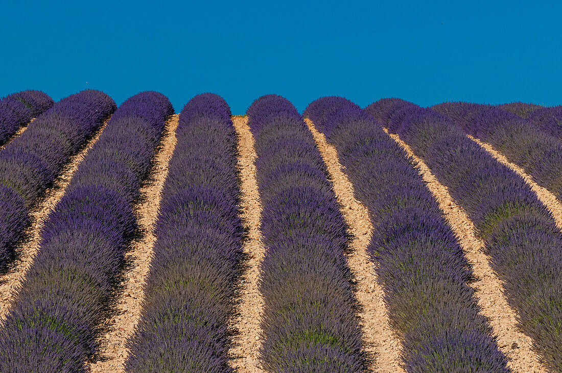 Ein Feld mit blühendem Lavendel (Lavandula-Arten). Valensole, Provence, Frankreich.