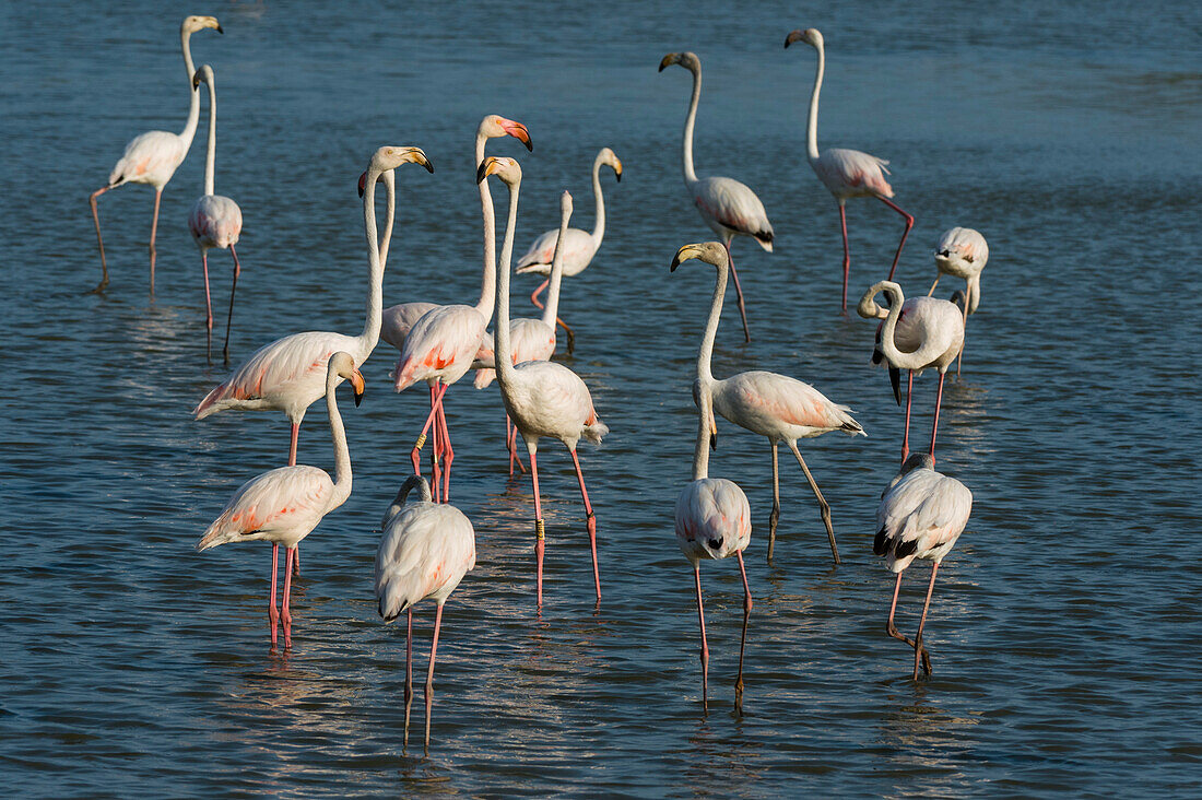 A flock of greater flamingos, Phoenicopterus roseus, in a lagoon. Saintes Maries de la Mer, Carmague, Bouches du Rhone, Provence Alpes Cote d'Azur, France.