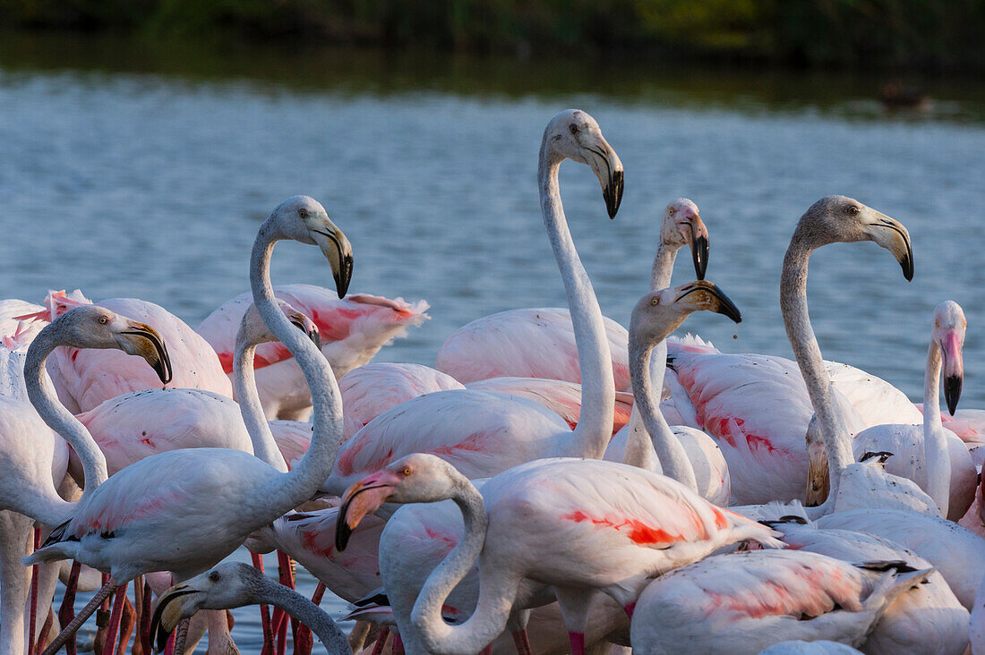 A flock of greater flamingos, Phoenicopterus roseus, in a lagoon. Saintes Maries de la Mer, Carmague, Bouches du Rhone, Provence Alpes Cote d'Azur, France.