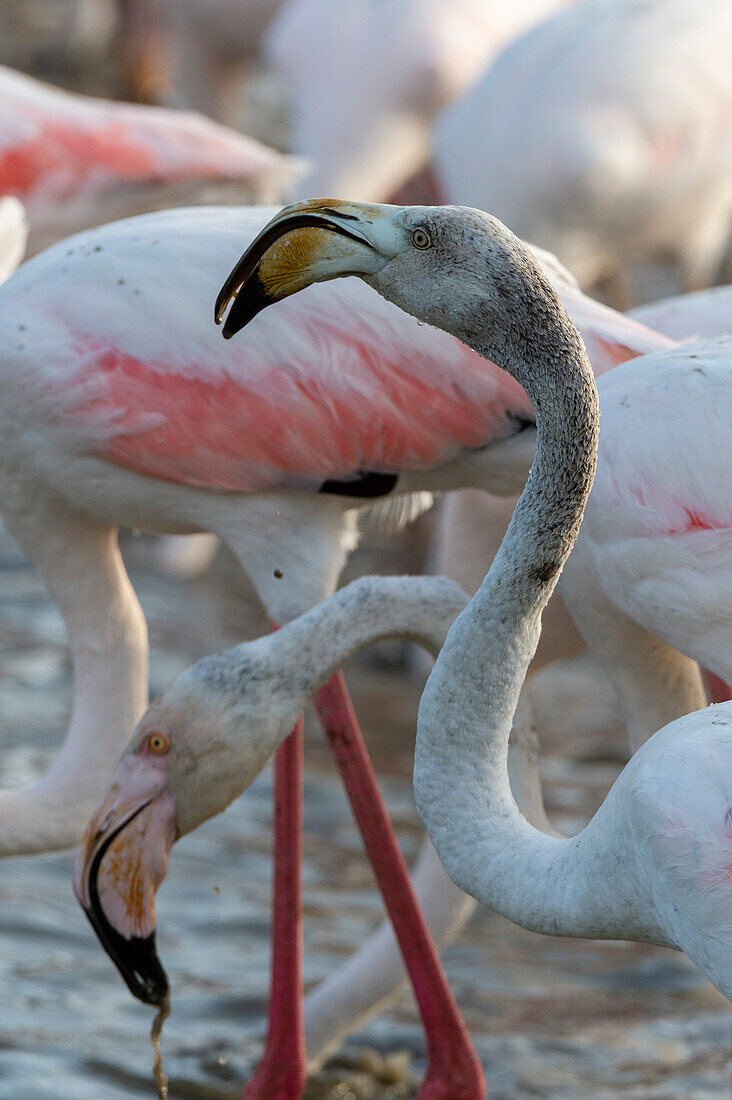 Ein Schwarm Großer Flamingos, Phoenicopterus roseus, beim Fressen in einer Lagune. Saintes Maries de la Mer, Carmague, Bouches du Rhone, Provence Alpes Côte d'Azur, Frankreich.
