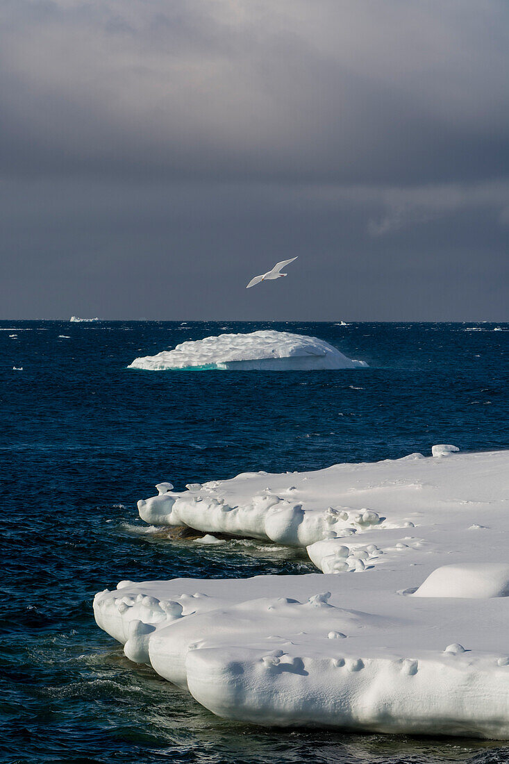Eine Möwe fliegt über einen Eisberg. Ilulissat, Grönland.