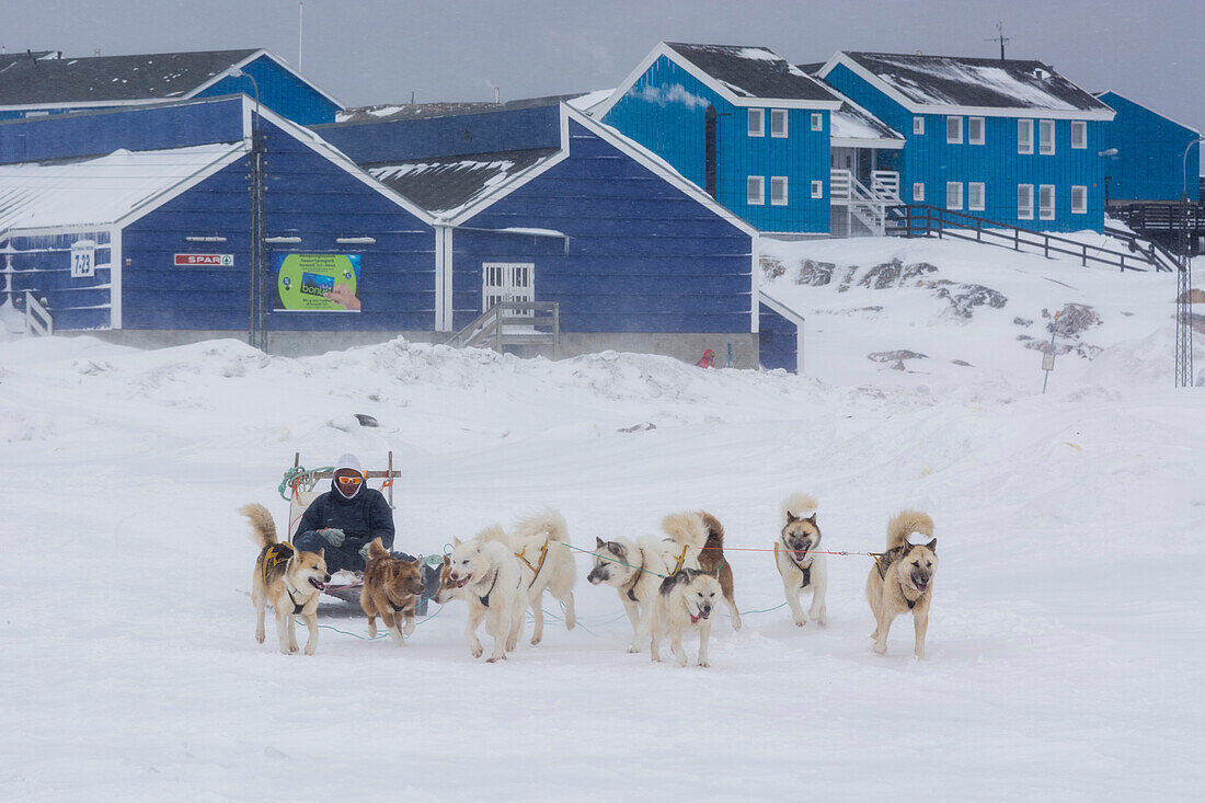 Ein Mann fährt während eines Schneesturms einen Hundeschlitten. Ilulissat, Grönland.