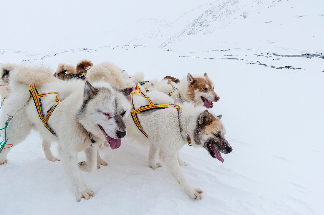 Grönländische Hunde ziehen einen Schlitten durch den Schnee. Ilulissat, Grönland.