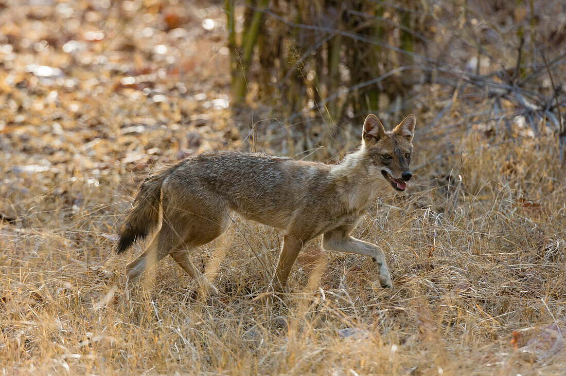 Goldschakal, Canis aureus, beim Spaziergang im trockenen Gras im indischen Bandhavgarh-Nationalpark. Madhya Pradesh, Indien.