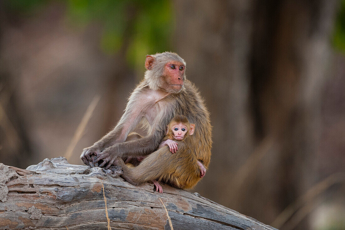 A Rhesus macaque monkey, Macaca mulatta, with her newborn in India's Bandhavgarh National Park. Madhya Pradesh, India.