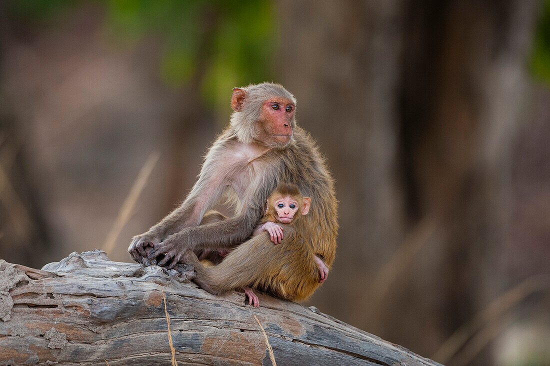 Ein Rhesusaffe, Macaca mulatta, mit seinem Neugeborenen im indischen Bandhavgarh-Nationalpark. Madhya Pradesh, Indien.