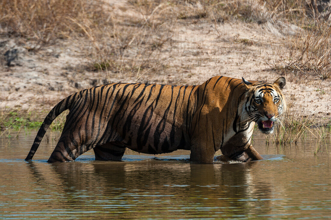 Blick auf einen bengalischen Tiger, Panthera tigris tigris, der in einem Wasserloch im indischen Bandhavgarh-Nationalpark spazieren geht. Madhya Pradesh, Indien.