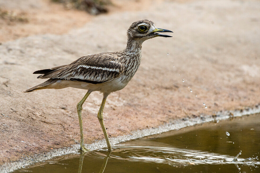 An Indian thick-knee, Burhinus indicus, drinking in India's Bandhavgarh National Park. Madhya Pradesh, India.