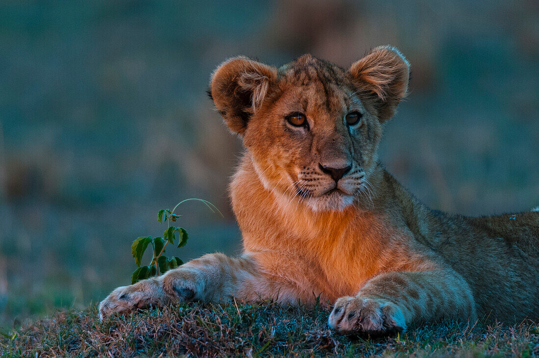 Porträt eines Löwenjungen, Panthera leo, der sich bei Sonnenuntergang ausruht. Masai Mara-Nationalreservat, Kenia.