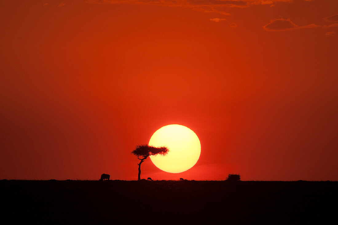 Ein strahlender Sonnenuntergang über den Ebenen der Masai Mara. Ein Gnu grast in der Nähe eines Akazienbaums. Masai Mara-Nationalreservat, Kenia.