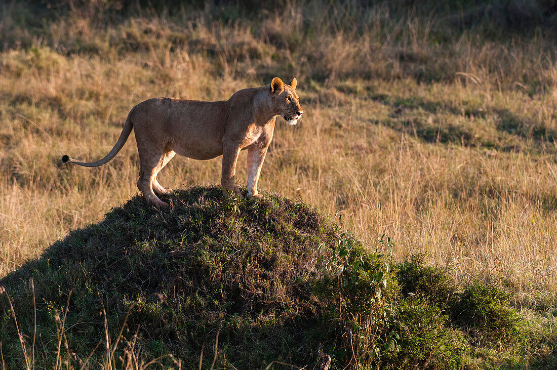 Eine Löwin, Panthera leo, auf einem Termitenhügel. Masai Mara Nationalreservat, Kenia.