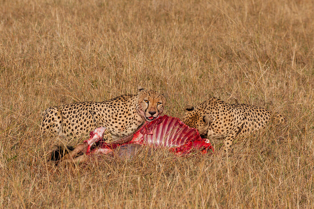 Zwei Geparden, Acinonyx jubatus, beim Fressen eines Gnu-Kadavers. Masai Mara Nationalreservat, Kenia.