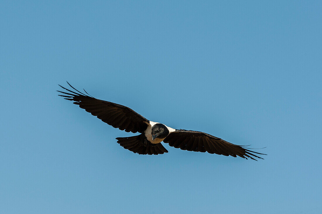 A pied crow, Corvus albus, in flight. Masai Mara National Reserve, Kenya.