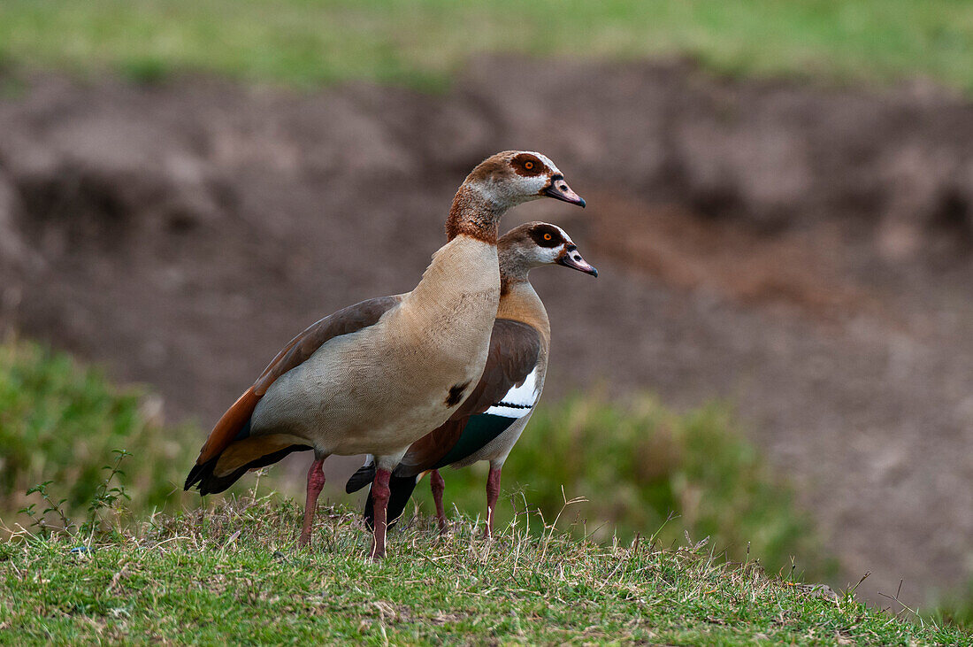 A pair of Egyptian geese, Alopochen aegyptiacus. Masai Mara National Reserve, Kenya.