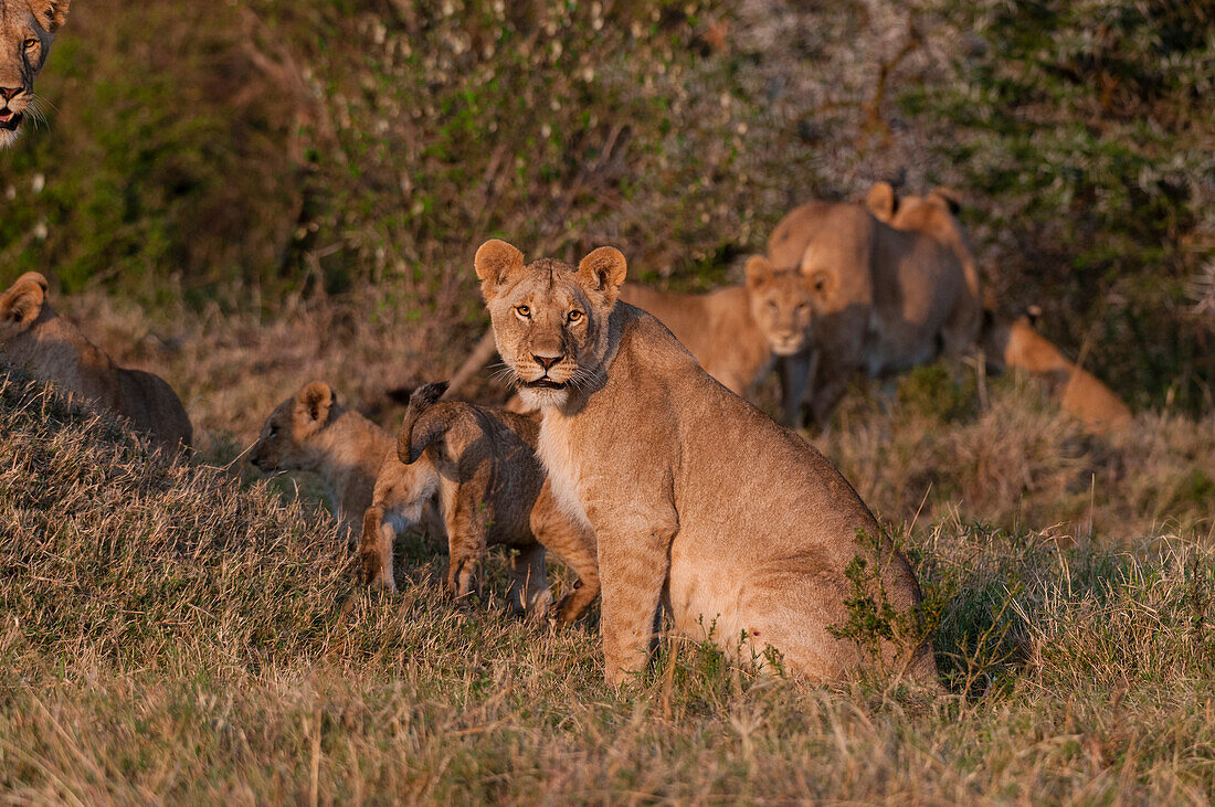 A lioness, Panthera leo, with cubs in warm sunlight. Masai Mara National Reserve, Kenya.