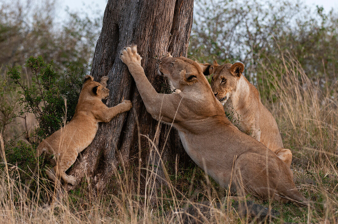 Zwei Löwinnen, Panthera leo, und ein Junges, die sich an einem Baum kratzen. Masai Mara-Nationalreservat, Kenia.