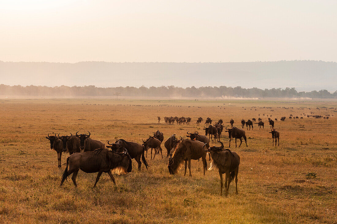 Migrating wildebeests, Connochaetes taurinus, on the Masai savanna. Masai Mara National Reserve, Kenya.