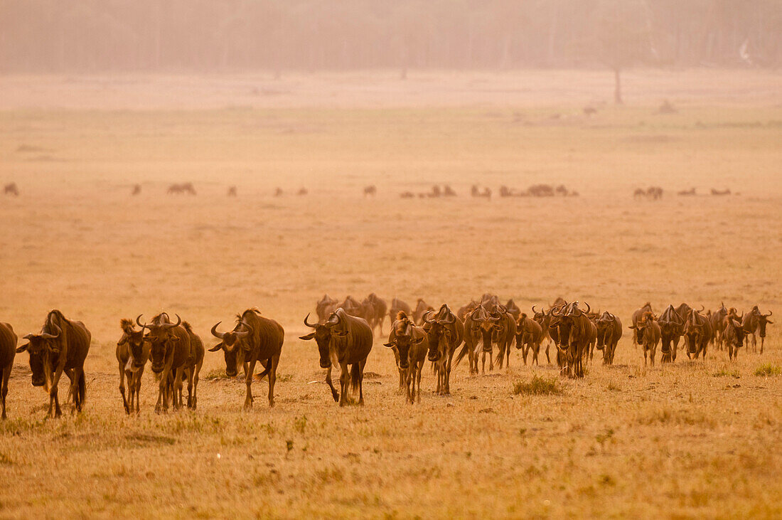 Wandernde Gnus, Connochaetes taurinus, folgen einander durch eine Savanne. Masai Mara Nationalreservat, Kenia.
