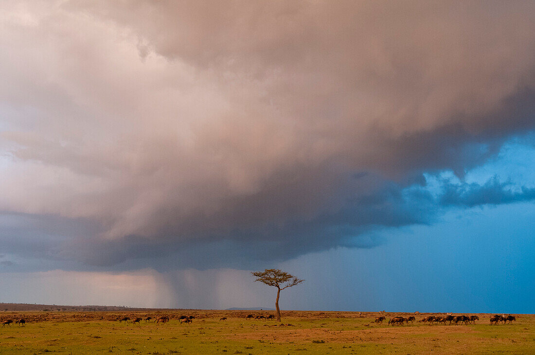 Ein Regenschauer nähert sich einer Gnuherde, Connochaetes taurinus, in der Savanne. Masai Mara Nationalreservat, Kenia.