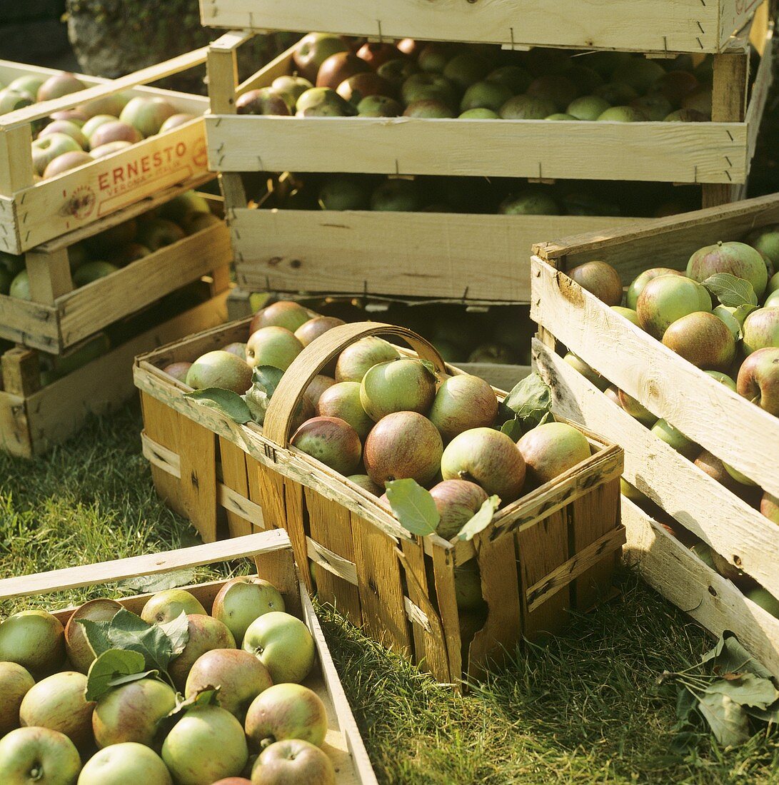 Crates fo Freshly Picked Apples