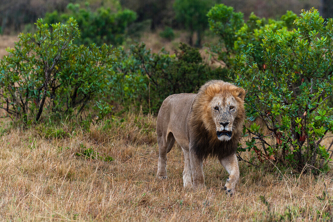 Ein alter männlicher Löwe, Panthera leo, patrouilliert durch die Savanne. Masai Mara Nationalreservat, Kenia.