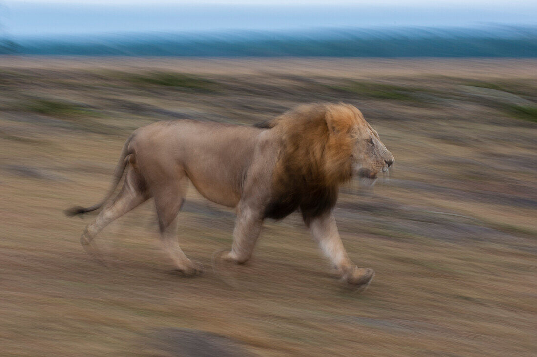Porträt eines männlichen Löwen, Panthera leo, beim Laufen. Masai Mara-Nationalreservat, Kenia.