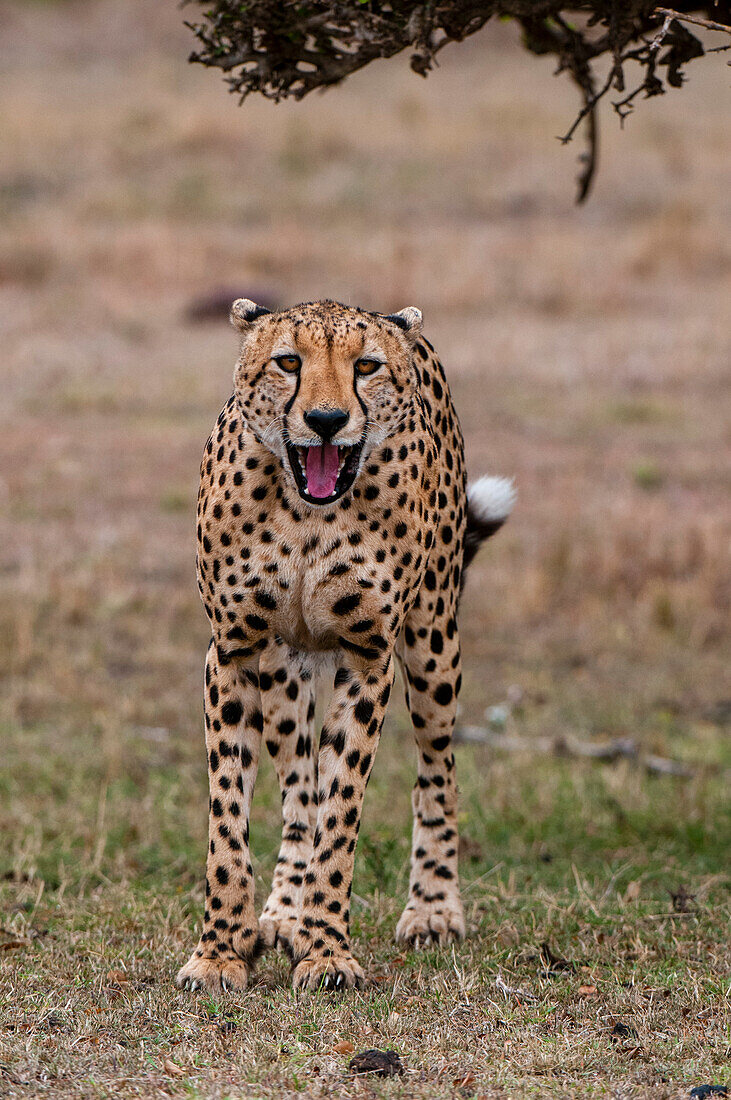 Porträt eines Geparden, Acinonyx jubatus, der knurrt. Masai Mara-Nationalreservat, Kenia.