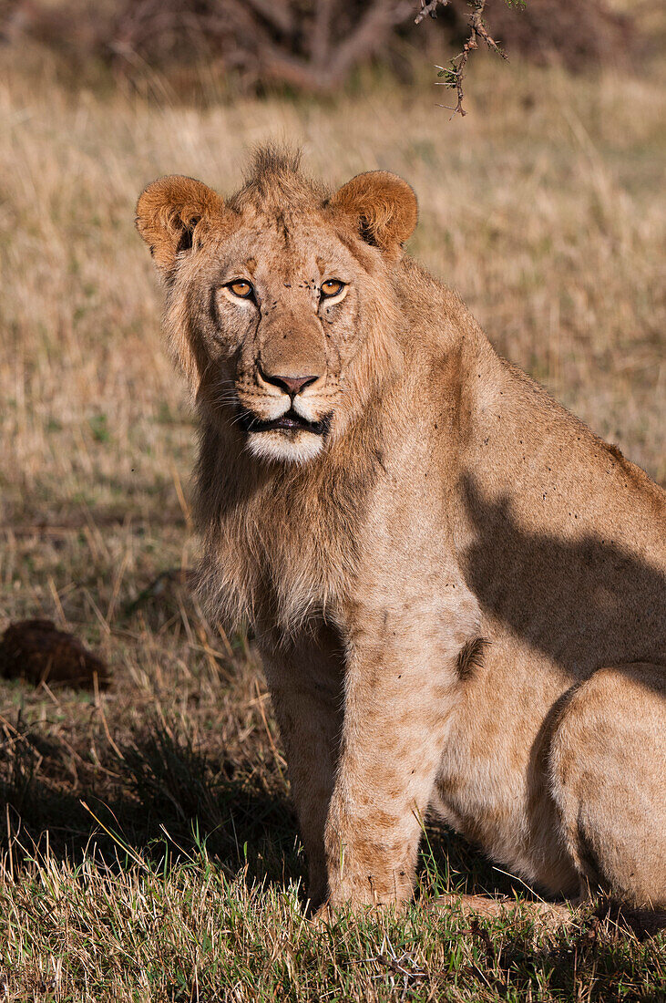 Porträt eines männlichen Löwen, Panthera leo, der in die Kamera schaut. Masai Mara-Nationalreservat, Kenia.