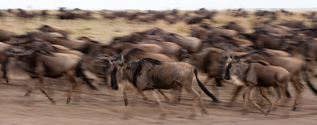 Eine Herde wandernder Gnus, Connochaetes taurinus, läuft. Masai Mara Nationalreservat, Kenia.