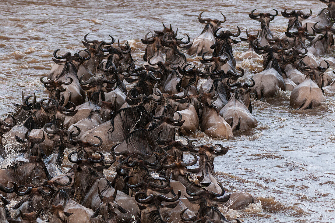 A herd of migrating wildebeests, Connochaetes taurinus, crossing the Mara River. Mara River, Masai Mara National Reserve, Kenya.