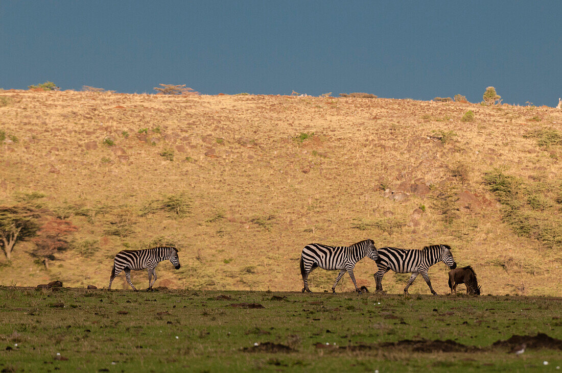 Steppenzebras, Equus quagga, gehen am Fuße eines Hügels, während ein Gnu in der Nähe grast. Masai Mara-Nationalreservat, Kenia.