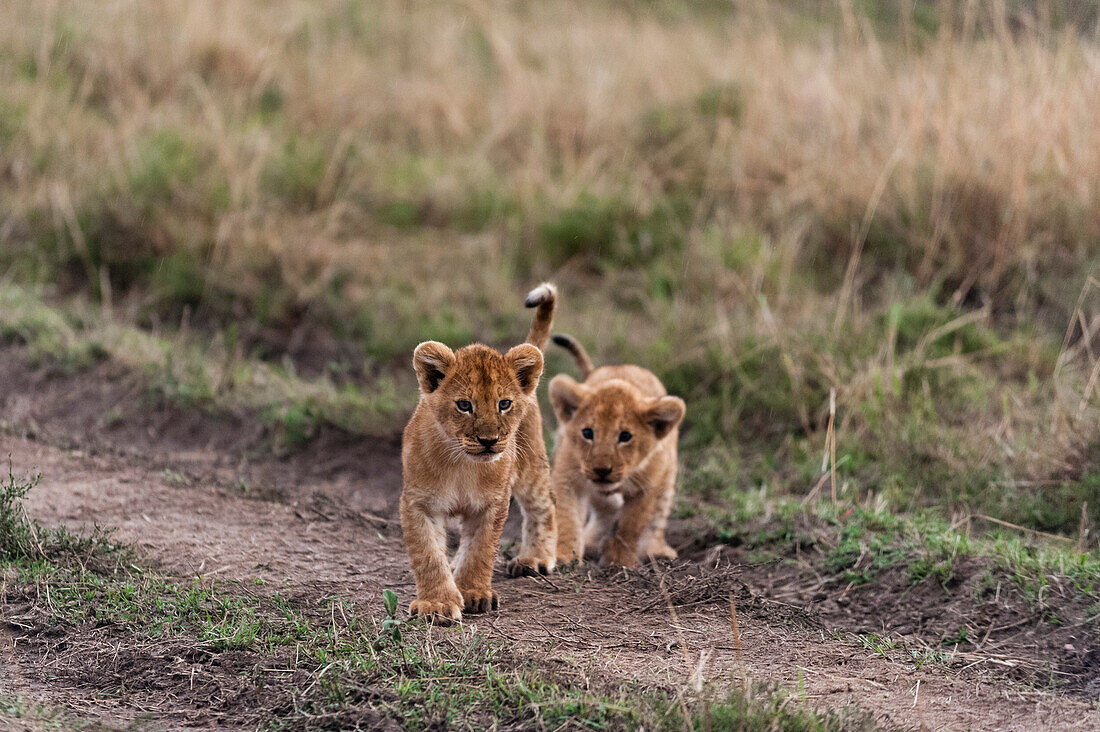 Zwei drei Monate alte Löwenbabys, Panthera leo, beim Spielen. Masai Mara-Nationalreservat, Kenia.