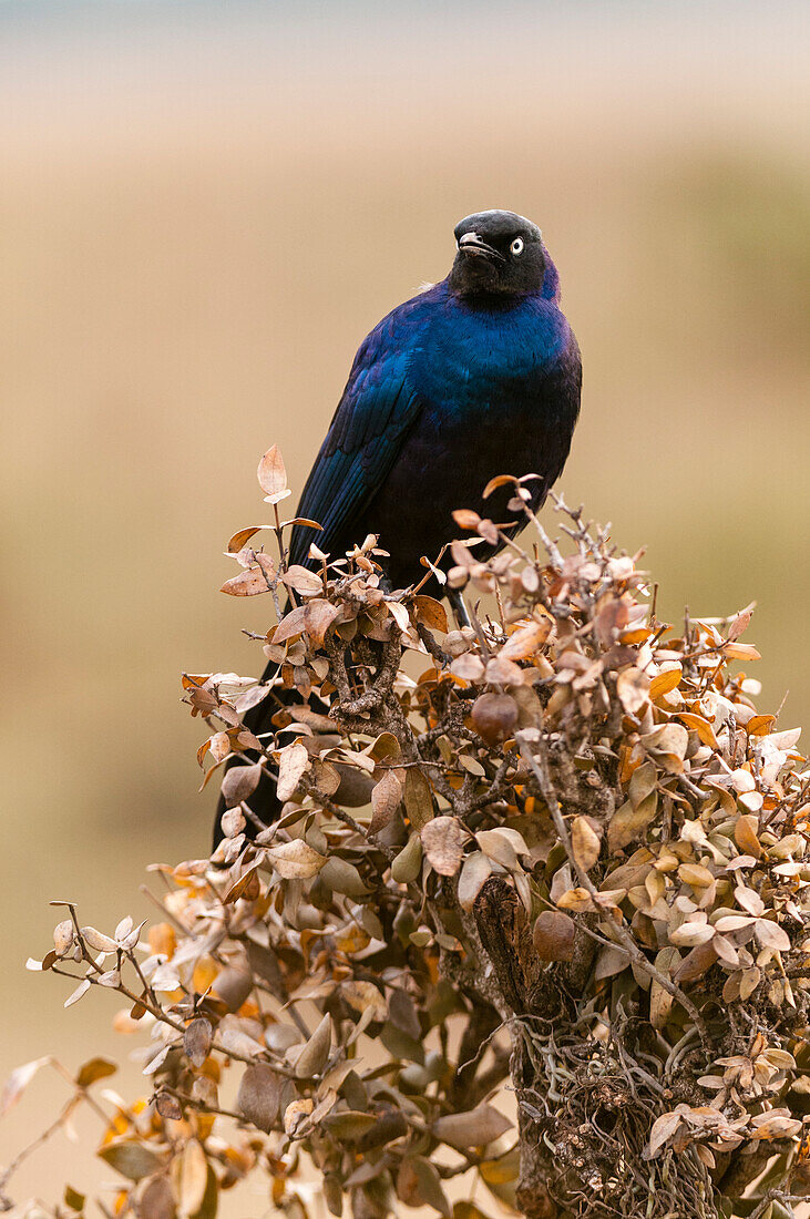 Portrait of a Ruppell's glossy starling, Lamprotornis purpuropterus. Masai Mara National Reserve, Kenya.