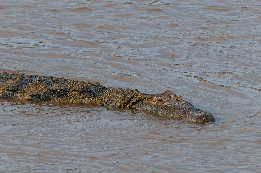 Ein Nilkrokodil, Crocodilus niloticus, im Mara-Fluss. Mara-Fluss, Masai Mara-Nationalreservat, Kenia.