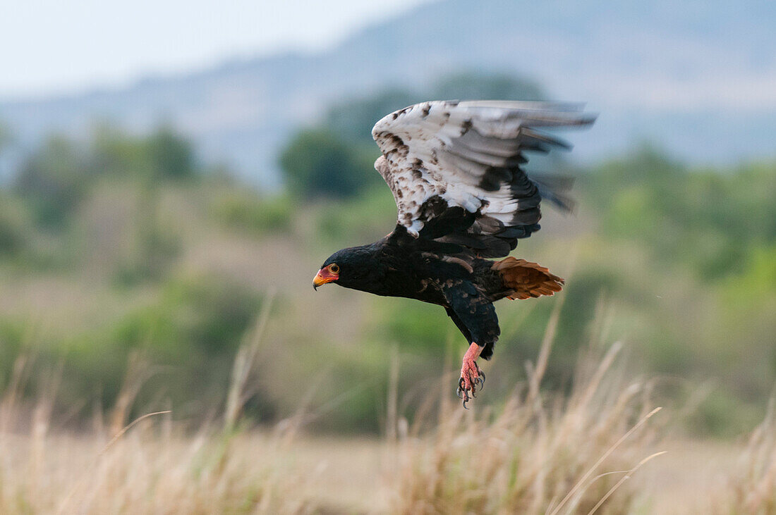 Ein Gänseadler, Terathopius ecaudatus, im Flug. Masai Mara Nationalreservat, Kenia.