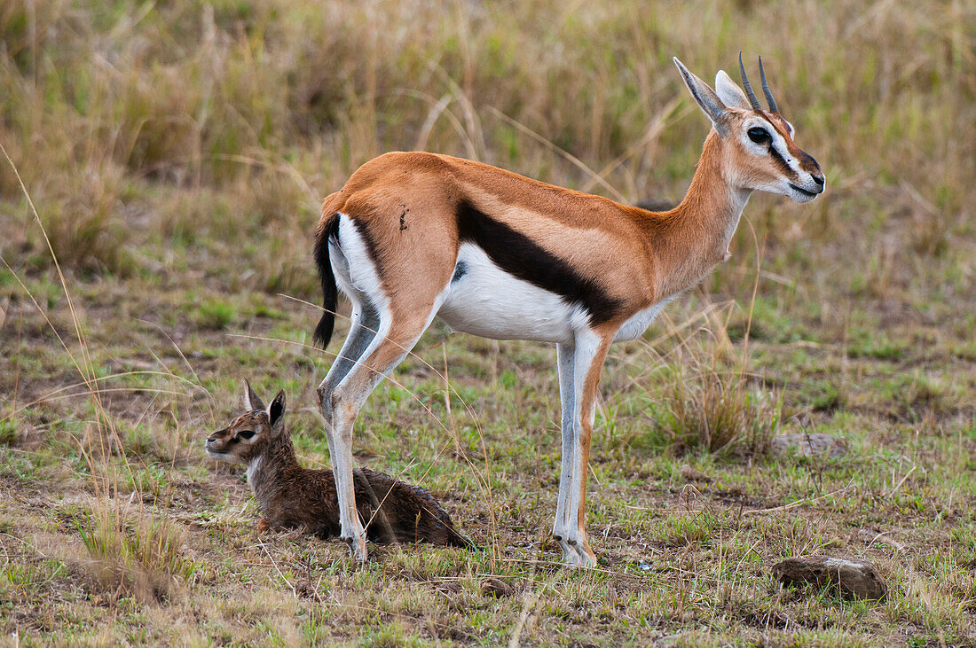 Eine Thomson-Gazelle, Gazella thomsonii, mit ihrem Neugeborenen, das noch nicht laufen kann. Masai Mara-Nationalreservat, Kenia.