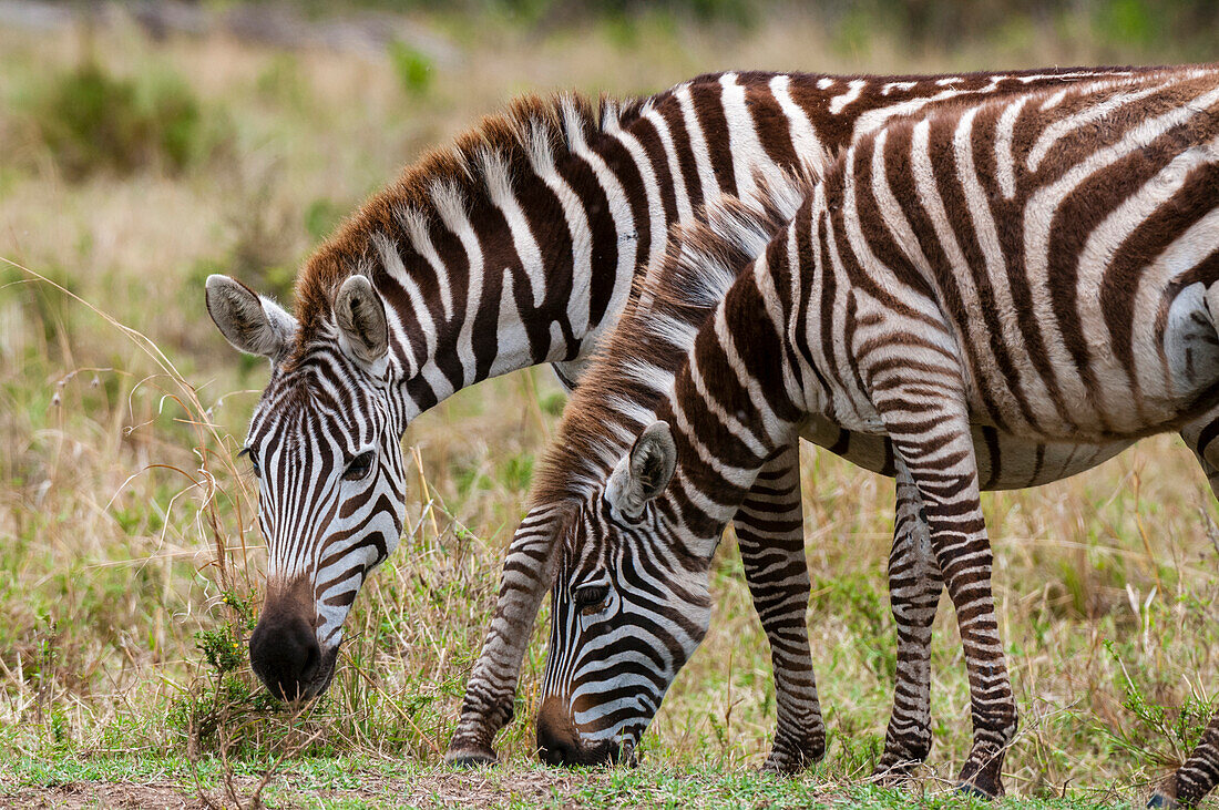 Two plains zebras, Equus quagga, grazing. Masai Mara National Reserve, Kenya.